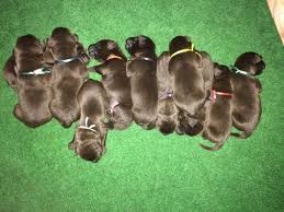 They are a cross between the standard poodle & the labrador retriever. Labrador Retriever Puppies Ca