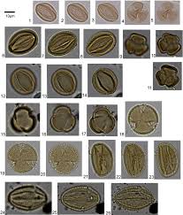 Image result for Aneulophus