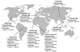This online interactive map enables users to track both the global and local trends of novel coronavirus infection since jan 21st, 2020. Viruses Free Full Text Molecular Phylogeny Of Hantaviruses Harbored By Insectivorous Bats In Cote D Ivoire And Vietnam Html