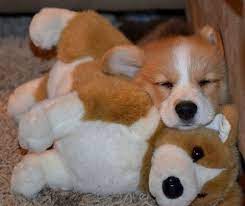 And Now Have This Corgi Sleeping With A Stuffed Version Of Itself Blow Your Mind Puppy Cuddles Cute Dogs Puppy Snuggles