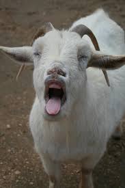 Goat Tongue Goats Goat Art Baby Goats
