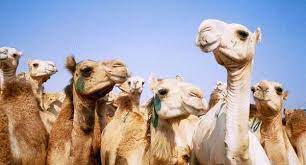 Camels were imported to australia in the 19th century from arabia, india and afghanistan for transport and heavy work in the outback. Birqash Camel Market A Souq Since The Days Of Ibn Khaldun Cairo 360 Guide To Cairo Egypt
