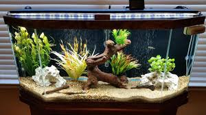 30 Gallon Freshwater Aquarium Setup Aquarium Setup Fresh Water Fish Tank Freshwater Aquarium
