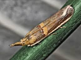 etiella zinckenella ile ilgili gÃ¶rsel sonucu