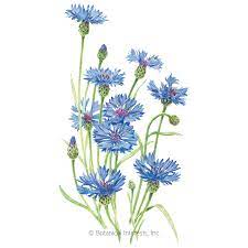It attaches like a snap with tension but is Blue Boy Bachelor S Button Seeds Flowers Botanical Interests