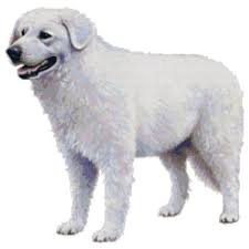 Kids can use graph paper to design their own patterns or they can check out one of the free beginner. Kuvasz Dog Counted Cross Stitch Pattern Walmart Com Walmart Com