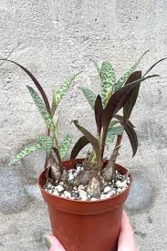 Image result for Ledebouria Unidentified sp. no4.