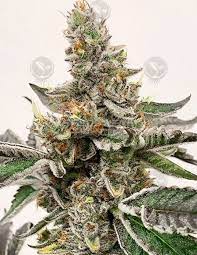 We did not find results for: Mike S Strawberry Lemonade Von Exotic Genetix Cannabis Sorten Infos