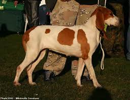 Image result for švycký honič