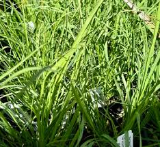 Image result for Eragrostis friesii