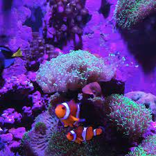 Best Lighting For Coral Reef Aquariums The Pet Supply Guy Video Video Reef Tank Light Reef Aquarium Coral Reef Aquarium