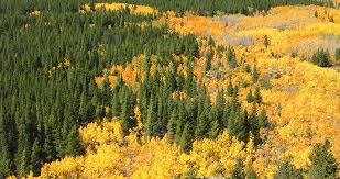 You can find oregon white oak trees and seedlings at most reputable nurseries carrying native plants. Tree Guide Oregonforests