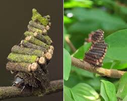 The bagworm family is fairly small, with about 1,350 species described. Dottie James On Twitter Hello I Love The Bagworm Moth Caterpillar Who Collects Sticks And Makes His Tiny House