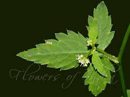 Image result for Sanicula