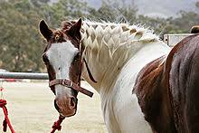 If braiding horse or human hair, a spritz of hairspray before you start can make the hair easier to grip while braiding. Mane Horse Wikipedia