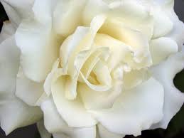 In 1957 the peony was declared as the official flower for this state. Ava Hughes Obituary 1931 2012 Evansville In Courier Press
