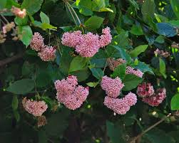 Image result for Rogiera amoena