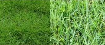 Ia lebih tergoda untuk memuji apa yang orang lain punya, akibatnya ia menjadi iri, gelisah… Rumput Tetangga Lebih Hijau Tantangangurusiana 82