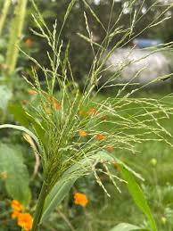 Image result for Panicum monticola