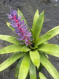 Image result for Aechmea