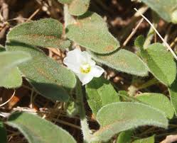 Image result for Bonamia