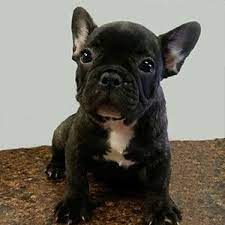 Последние твиты от chicago french bulldog rescue (@chifrenchrescue). French Bulldog Puppy For Sale Brindle In Nj French Bulldog Puppy Bulldog Bulldog Puppies