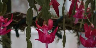 Frailea castanea is one of the most fascinating cacti. Holiday Cactus Brings The Gift Of Color Piedmont Master Gardeners