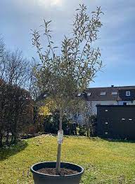 Der beste schnittzeitpunkt für die mediterranen kübelpflanzen ist das frühjahr nach dem auswintern und vor der blüte. Olivenbaum Schneiden Der Richtige Zeitpunkt Und Anleitung