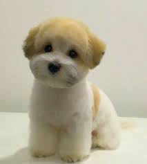 Top 10 popular shih tzu haircuts (30+ pictures). Bichon Shih Tzu Mix Pet Grooming Pinterest Shih Tzu Mix And Bichon Shih Tzu Mix Dog Haircuts Teddy Bear Puppies
