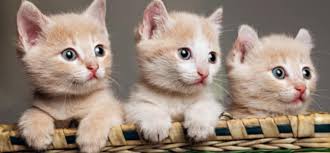 Untuk lebih mengenal tentang kucing ini. Fakta Unik Kucing Yang Membuat Anda Semakin Jatuh Cinta Dokter Indonesia