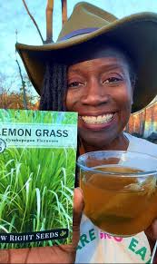 Buy LEMONGRASS Seeds for your Summer Garden Sow Right Seeds #seedstarting  #seeds #seedlings #gardeninspiration #growyourownfood #HerbalTea  #medicinalherbs #backyardgardening #medicinalplants
