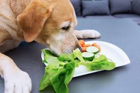 The 5 Most Dangerous Human Foods For Dogs Dogspaceblog In 2020 Can Dogs Eat Dog Food Recipes Human Food For Dogs
