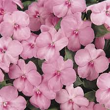 The true lavender lavender package has the scientific name lavandula angustifolia. Impatiens Flower Garden Seeds F1 Dazzler Series Blue Pearl 500 Seeds Annual Flower Gardening Seeds Impatiens Wallerana Walmart Com In 2021 Impatiens Flowers Flower Seeds Impatiens Flower