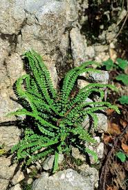Image result for Asplenium trichomanes