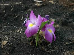 Image result for Siphonochilus