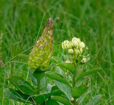 Image result for Viridivia suberosa