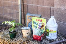 How To Plant Tomatoes Like A Pro Tomato Plants Tomato Garden Growing Tomatoes In Containers