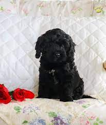 We do not find homes for other breeders' puppies. Lily Cockapoo Puppy For Sale In Newburg Pa Lancaster Puppies Cockapoo Puppies For Sale Puppies For Sale Cockapoo Puppies
