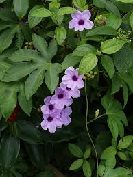 Image result for Ipomoea mauritiana