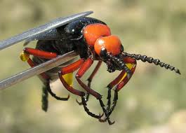 How to treat black beetles. Blister Beetles Ask A Biologist