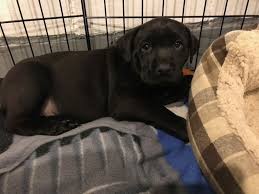 Fox red pointing labrador retriever puppies for sale in wellman, iowa. Litter Of 3 Boxador Puppies For Sale In Des Moines Ia Adn 52077 On Puppyfinder Com Gender Male S Boxador Puppies For Sale Boxador Puppies Puppies For Sale