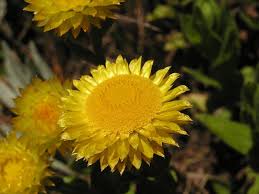Image result for Helichrysum argyrosphaerum