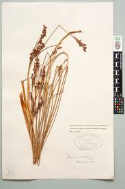 Image result for Juncus kraussii