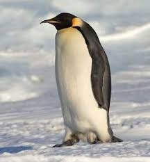 Resultado de imagen de pinguino
