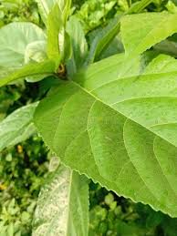 Image result for Vernonia amygdalina