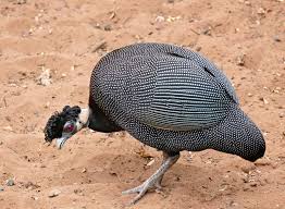 Image result for Pouzolzia guineensis