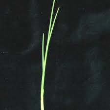 Image result for Fuirena pachyrrhiza