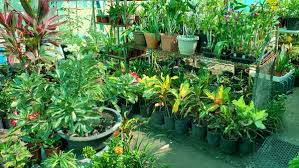 Maybe you would like to learn more about one of these? Kiara S Garden A Glimpse Of Paradise Saipan Tribune