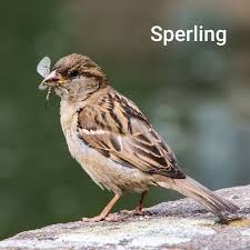 Pin Auf Heimische Vogel