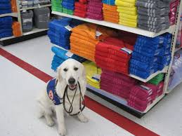 We did not find results for: I Am A Service Dog Hope For Christy